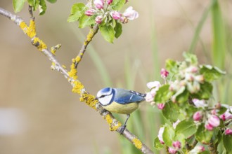 Blue tit (Parus caeruleus) Germany