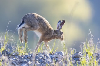 European hare (Lepus europaeus) Germany