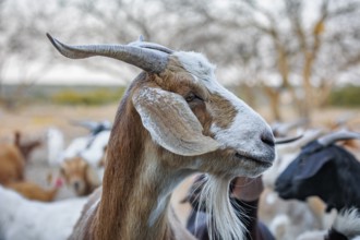 Domesticated goat livestock raised for meat producion on a ranch in Sonora, Texas, USA, North