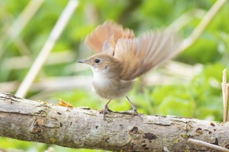 Nightingale (Luscinia megarhynchos) Germany