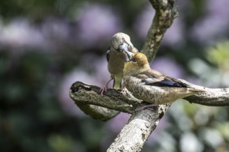 Hawfinch (Coccothraustes coccothraustes), feeding juveniles, Emsland, Lower Saxony, Germany, Europe
