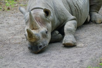 East African black rhinoceros (Diceros bicornis michaeli), adult, captive, resting, occurrence