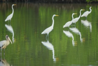 Great white egrets (Ardea alba) looking for food in a pond, Sanibel Island, J.N. Ding Darling