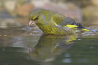 Greenfinch (Chloris chloris), male bathing, biosphere reserve, Swabian Alb, Baden-Württemberg,
