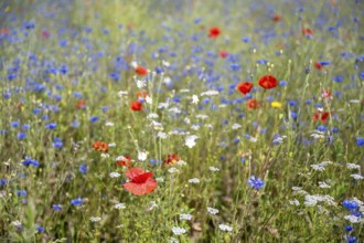 Blumenwiese, Bienenweide, Bienenfutterwiese, Schmetterlingswiese, Mohnblumen, Kornblumen,