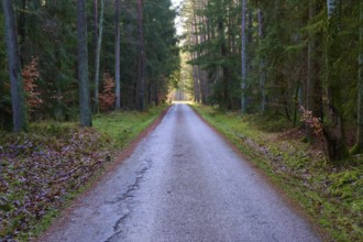 Straight forest path with dense tree population on both sides, Buchen, Odenwald, Neckar-Odenwald