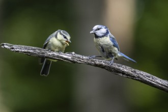 Blue tits (Parus caerulea), feeding young animals, Emsland, Lower Saxony, Germany, Europe