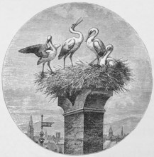Nesting storks, around 1870, Netherlands, digital reproduction of a historical model