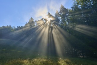Bright light breaks through the trees in a misty forest, creating an atmospheric scene, Mönchberg,