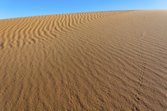 A sandy desert with a blue sky in the background. The sand is ribbed and has a slight slope.