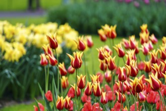 Bicoloured tulips (Tulipa), colourful tulip bed, red and yellow, Keukenhof gardens, Lisse,