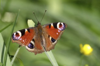 Peacock butterfly, spring, Germany, Europe