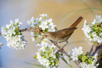 Nightingale (Luscinia megarhynchos) Germany