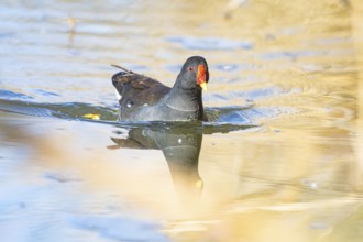 Moorhen (Gallinula chloropus) ml Germany
