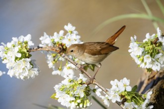 Nightingale (Luscinia megarhynchos) Germany