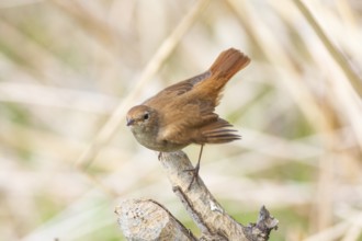 Nightingale (Luscinia megarhynchos) Germany