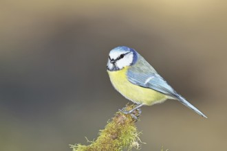 Blue tit (Parus caeruleus), sitting on moss-covered dead wood, Wilnsdorf, North Rhine-Westphalia,