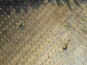 Fields of olive trees, trees planted in rows, aerial view, near village Cabra, Andalusia, Spain,
