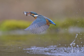 Kingfisher (Alcedo atthis), in flight with fish in its beak, Lechauen, Bavaria, Germany, Europe