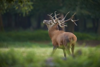 A red deer (Cervus elaphus), with large antlers stands on a green meadow, Germany, Europe
