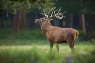 A majestic red deer (Cervus elaphus) with large antlers stands at attention in the forest, Germany,