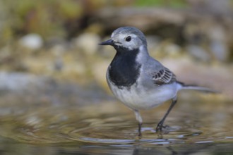 White wagtail (Motacilla alba), male bathing, biosphere reserve, Swabian Alb, Baden-Württemberg,