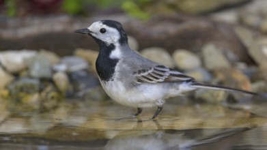 White wagtail (Motacilla alba), male bathing, biosphere reserve, Swabian Alb, Baden-Württemberg,