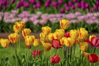 Brightly coloured tulips blooming in a green field in spring, Tulips (Tulpia), Münsterland, North