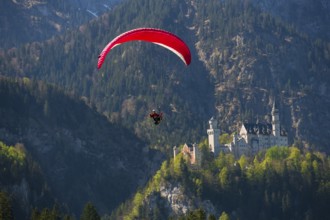 A red paraglider hovers over Neuschwanstein Castle in the mountains, Schwangau near Füssen,