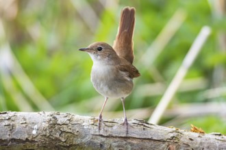Nightingale (Luscinia megarhynchos) Germany