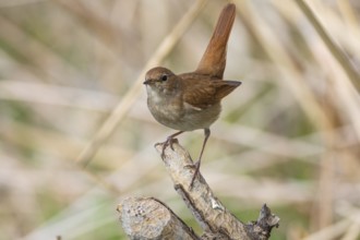 Nightingale (Luscinia megarhynchos) Germany