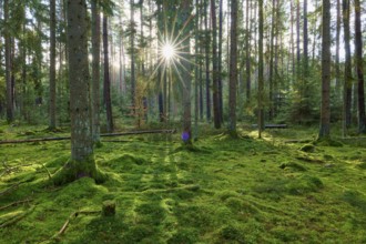 Sunbeams meet mossy forest soil and trees in the forest, Buchen, Odenwald, Neckar-Odenwald
