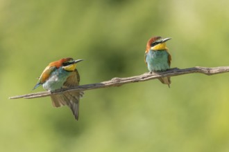 European bee-eater (Merops apiaster) on a branch during the breeding season in spring. Jechtingen,