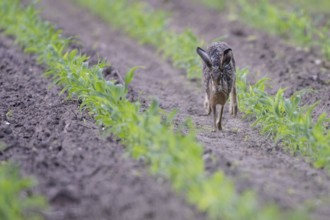 European hare (Lepus europaeus), Emsland, Lower Saxony, Germany, Europe