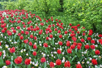 Different coloured tulips (Tulipa), colourful tulip bed, Keukenhof gardens, Lisse, Bollenstreek,