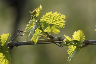 Close-up of young green vine leaves and vines in sunlight with natural background, Baden