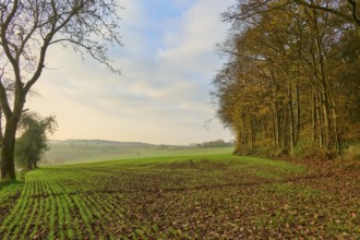 Green fields in the foreground, with trees and cloudy sky in the background, Hornbach, Walldürn,