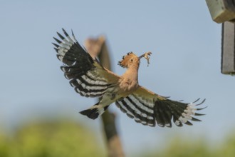 A Eurasian hoopoe (Upupa epops) arrives at the nest box in flight with open wings. Burkheim am
