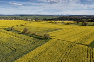 Rape fields, Eutingen im Gäu, drone image, Black Forest, Baden-Württemberg, Germany, Europe