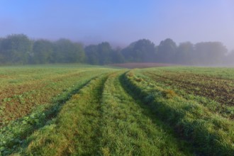 Green path, surrounded by fog, with trees, Mönchberg, Miltenberg, Spessart, Bavaria, Germany,