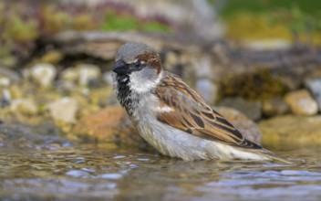 House sparrow (Passer domesticus), male bathing, biosphere reserve, Swabian Alb, Baden-Württemberg,