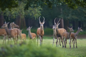 Red deer (Cervus elaphus), peaceful herd of deer standing vigil in a green forest meadow, Germany,