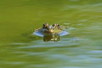 Grass frog (Rana temporaria), looking out of the water surface of a pond surrounded by greenery,