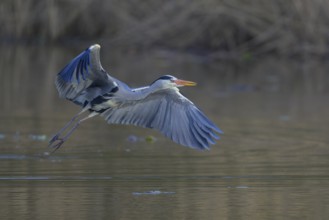Grey heron (Ardea cinerea), adult heron in flight in front of reeds, Neckar valley,