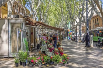 La Rambla a famous avenue with walking people among the flower shops in the city of Palma, Palma de