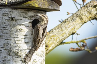 Eurasian wryneck (Jynx torquilla) Germany