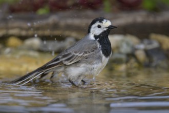 White wagtail (Motacilla alba), male bathing, biosphere reserve, Swabian Alb, Baden-Württemberg,
