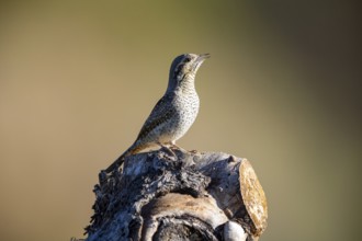 Eurasian wryneck (Jynx torquilla) Germany