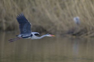 Grey heron (Ardea cinerea), adult heron in flight in front of reeds, Neckar valley,