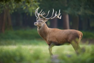 A proud red deer (Cervus elaphus), with antlers at dusk, Germany, Europe